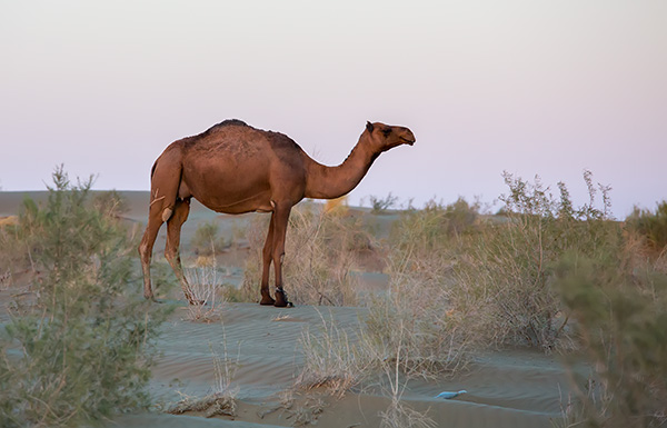 Route Mary - Turkmenabat