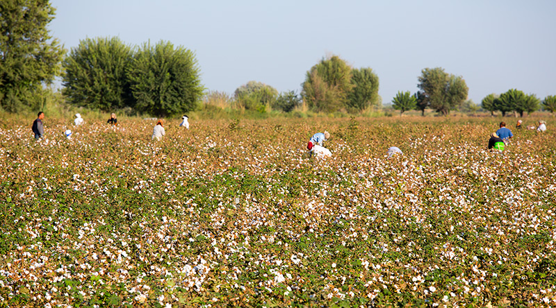 Cultures de coton en Ouzbekistan